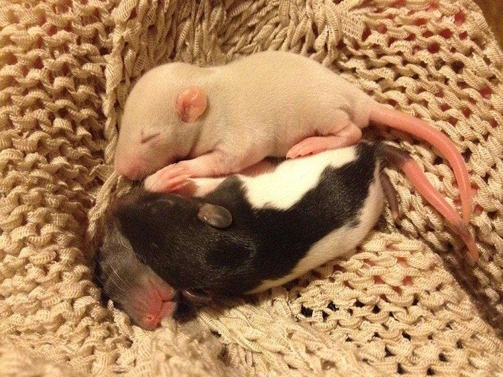 Tout Comprendre Sur La Reproduction Du Rat Domestique Pouik