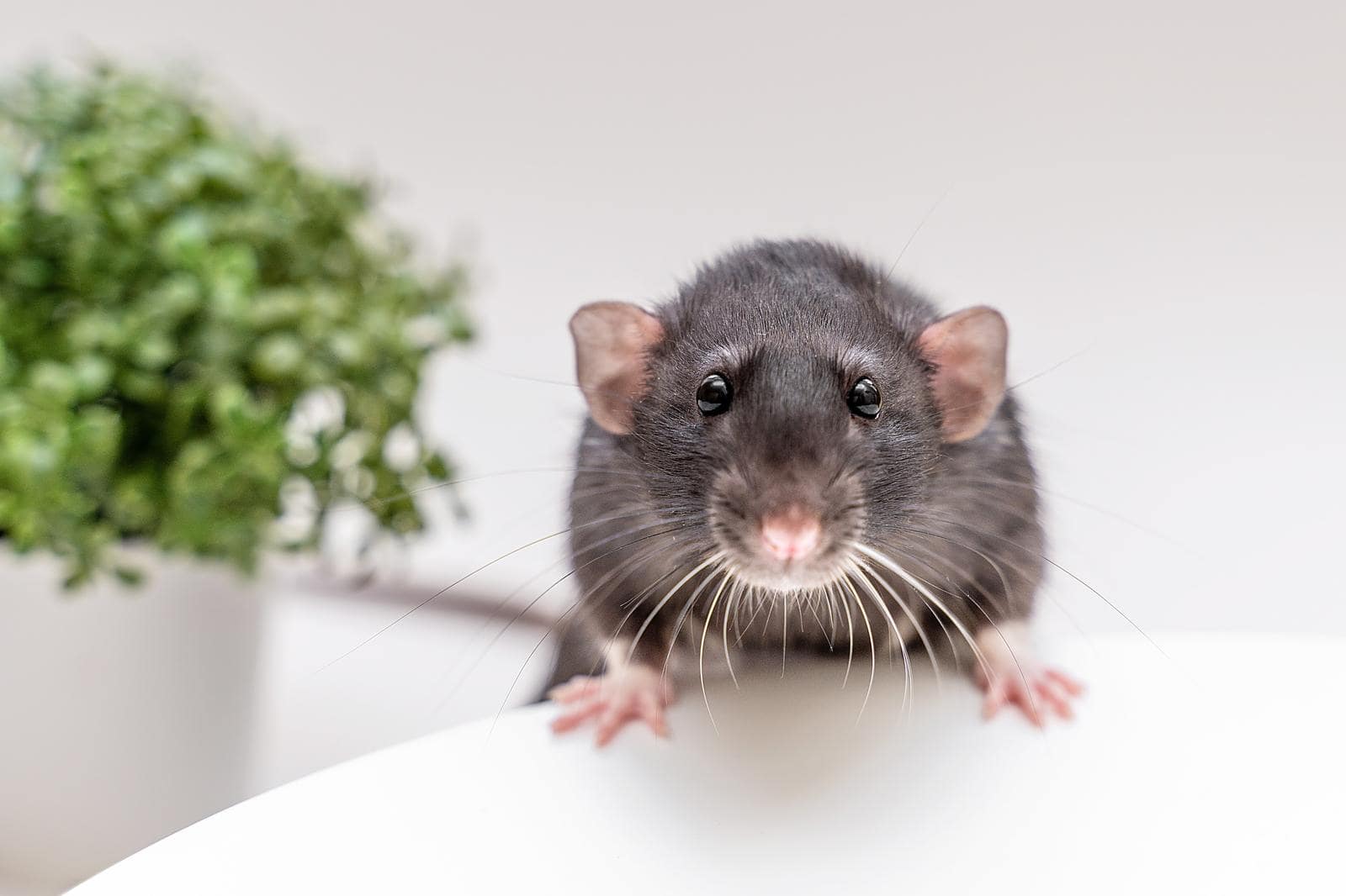 La cage - tout savoir sur le rat domestique