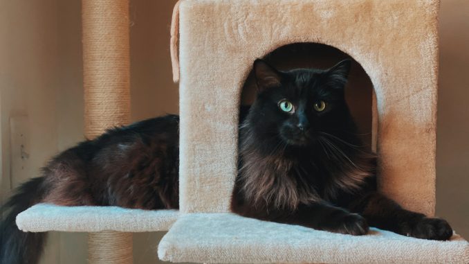 arbre à chat