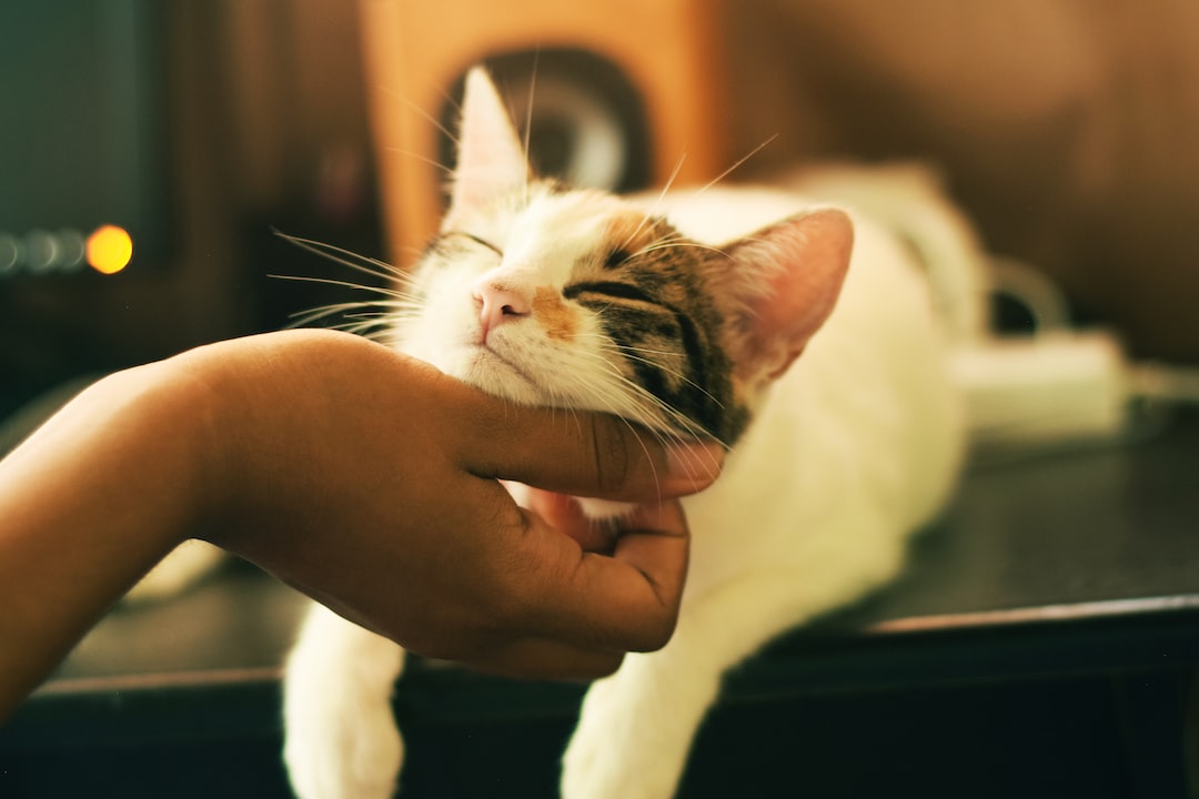 photographie d'un chat blanc et brun
