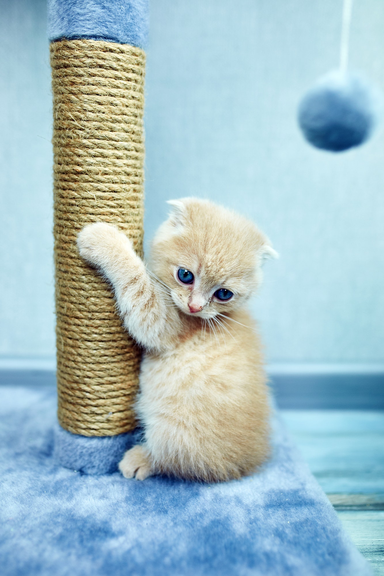 Un drôle de chaton britannique à poil court joue, grattant un arbre à chat à la maison, petit animal domestique.
