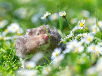 hamster blanc sur la pelouse en gros plan