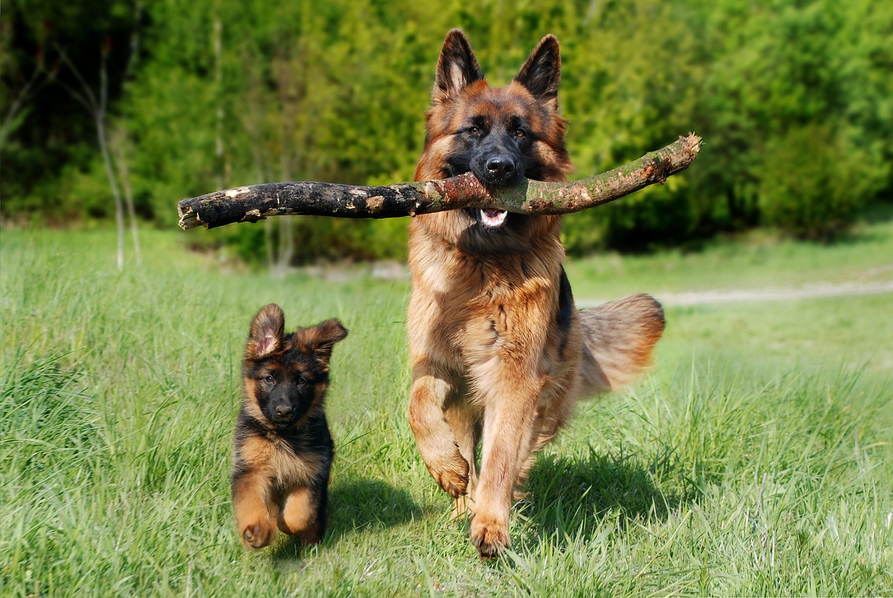 chien de berger