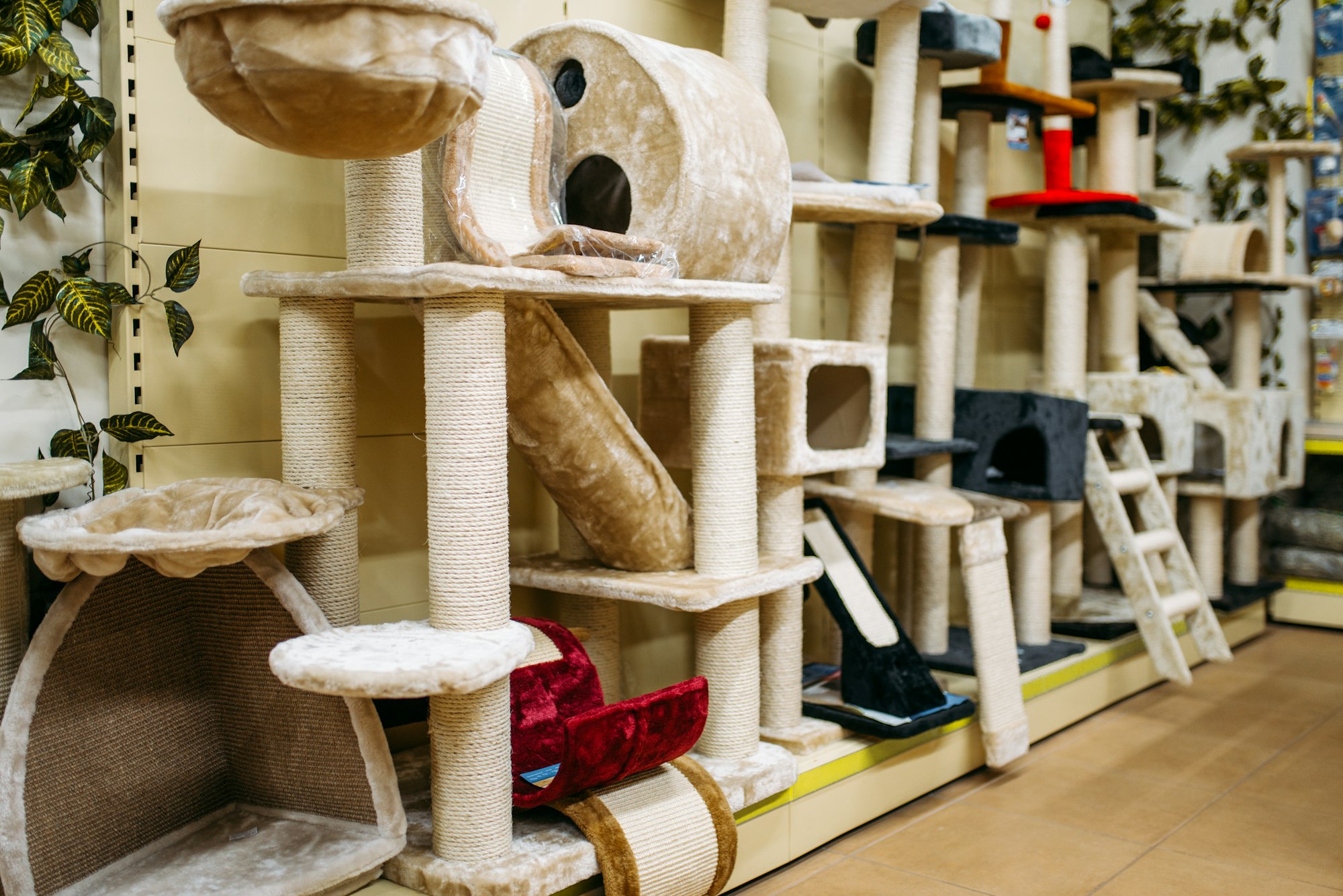 À l'intérieur du zooshop, des étagères avec des accessoires pour chats, une animalerie, personne.