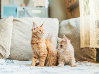 Deux drôles et curieux jeunes chats chatons Maine Coon au gingembre rouge assis sur le canapé de la maison.