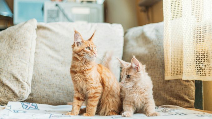 Deux drôles et curieux jeunes chats chatons Maine Coon au gingembre rouge assis sur le canapé de la maison. 