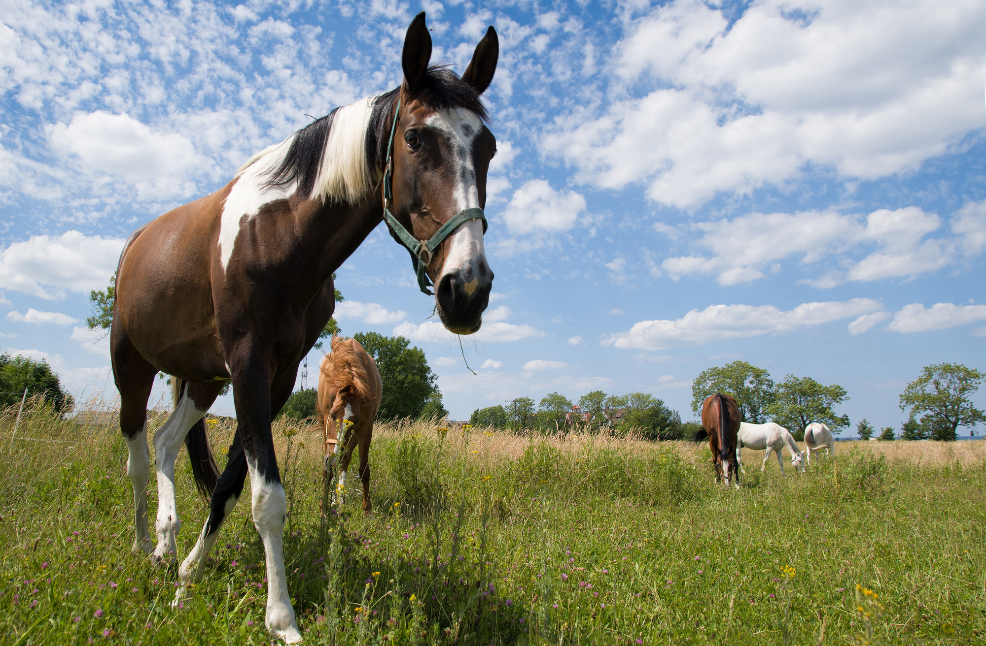 Portrait de beau cheval blanc sur ranch