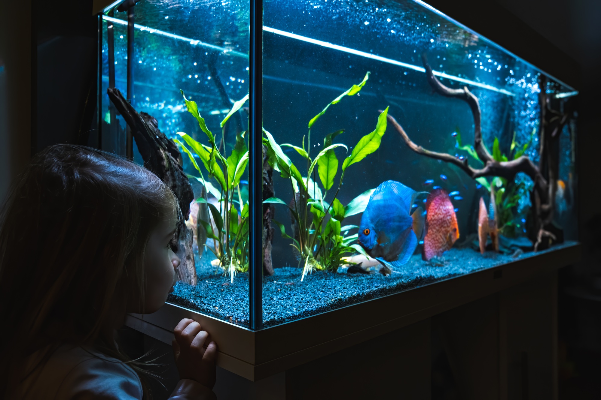 Enfant de 2-3 ans qui regarde des poissons nager dans Big Fishtank, aquarium.