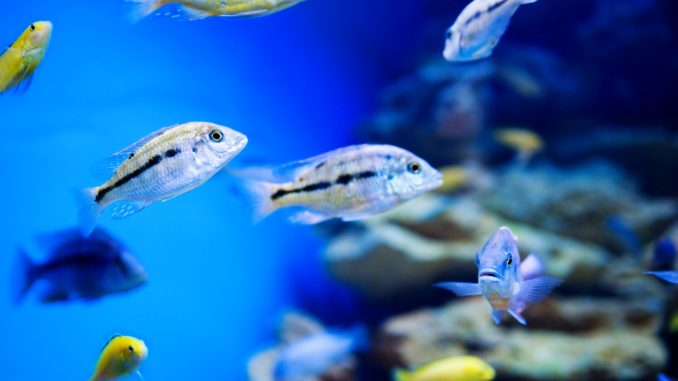 Monde d'eau salée bleue dans l'aquarium