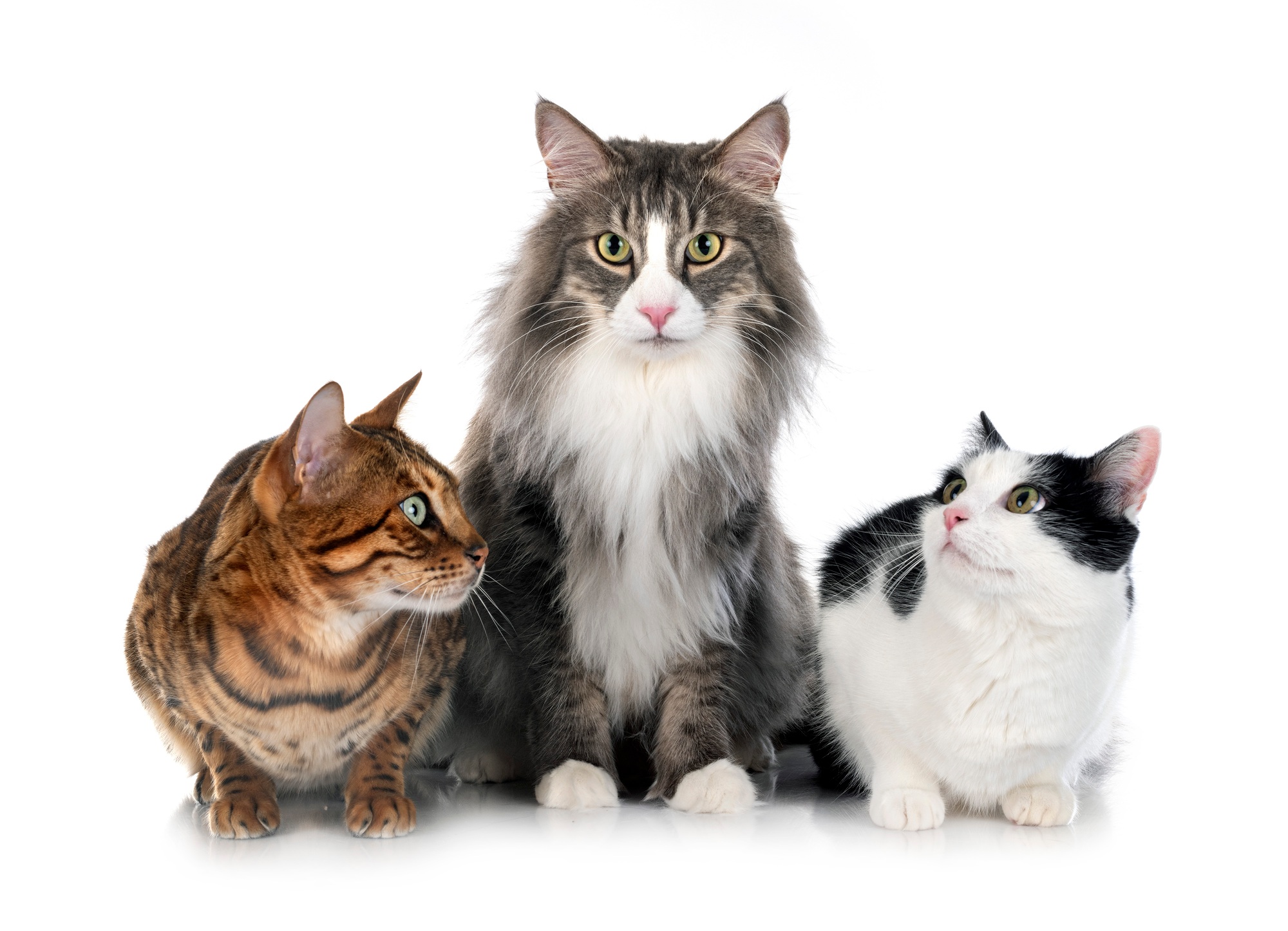 Chat de forêt norvégienne, chat de Cay et du Bengale devant le fond blanc