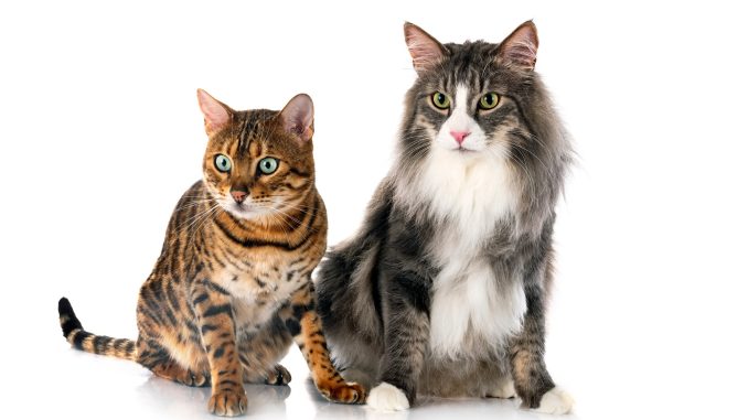 Chat forestier norvégien et chat du Bengale devant le fond blanc