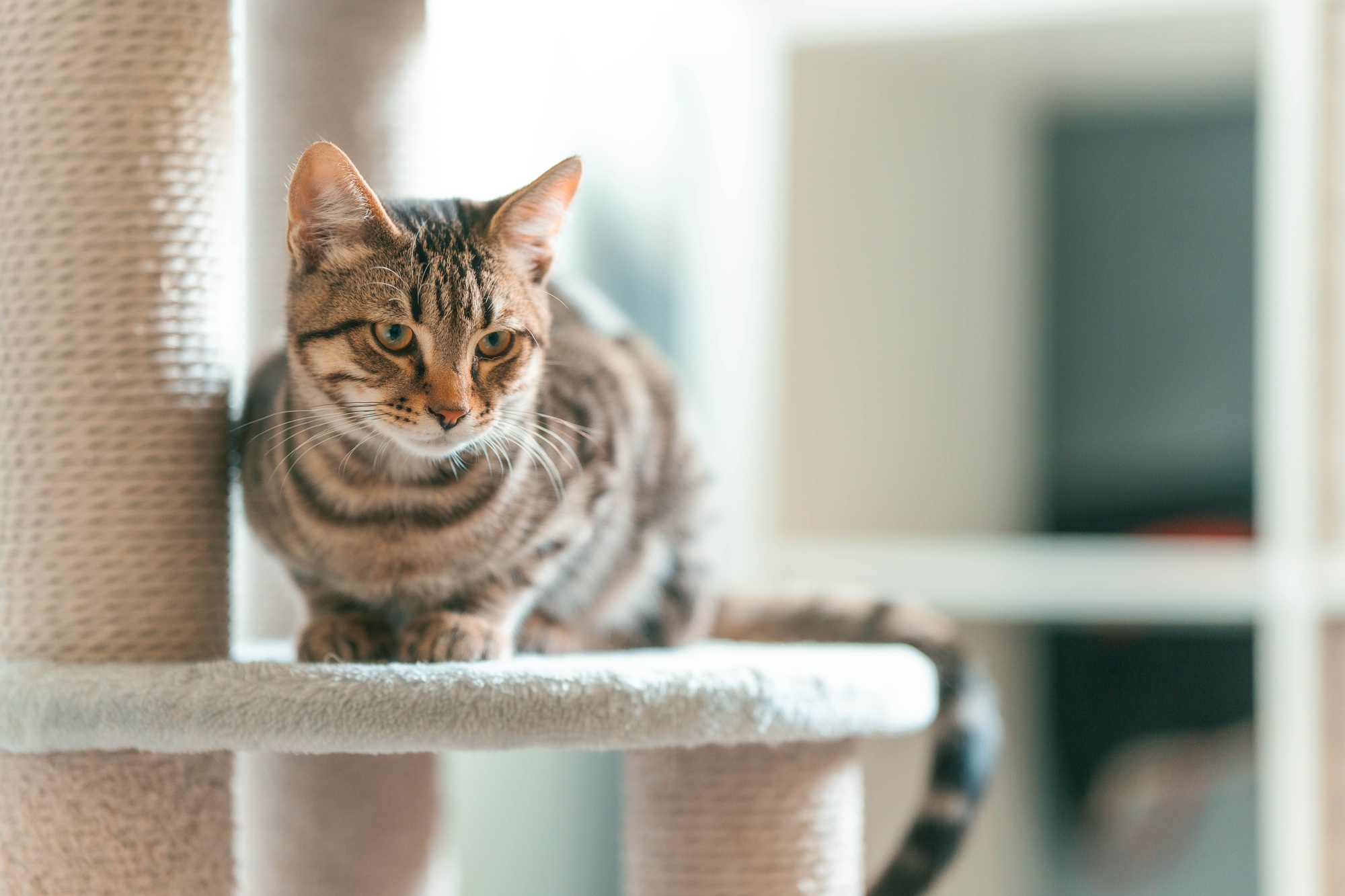Un chat tabby reposant sur un arbre de chat dans un réglage intérieur confortable avec un éclairage doux.