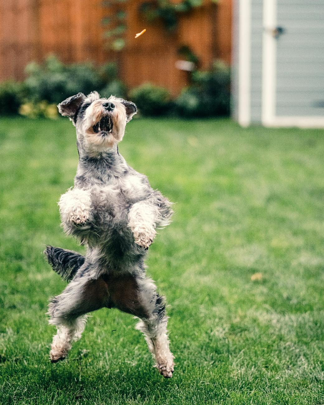 Mignon de chien Schnauzer sautant pour un régal dans un jardin londonien, présentant l'agilité et le jeu.
