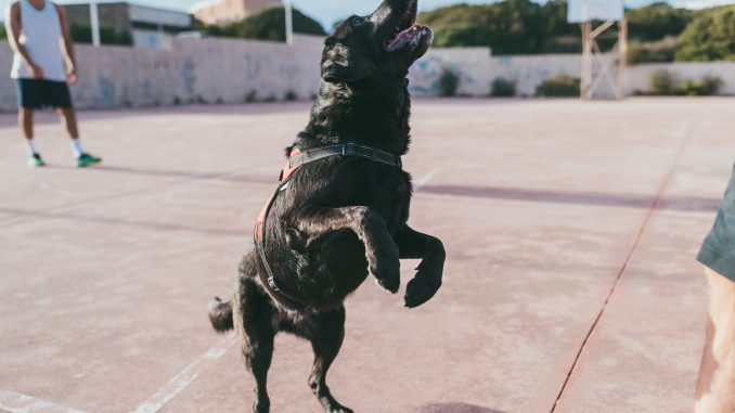Chien sautant sur le terrain de basket
