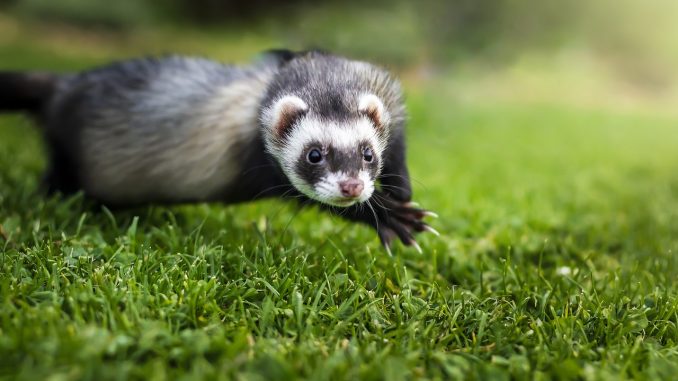 animal