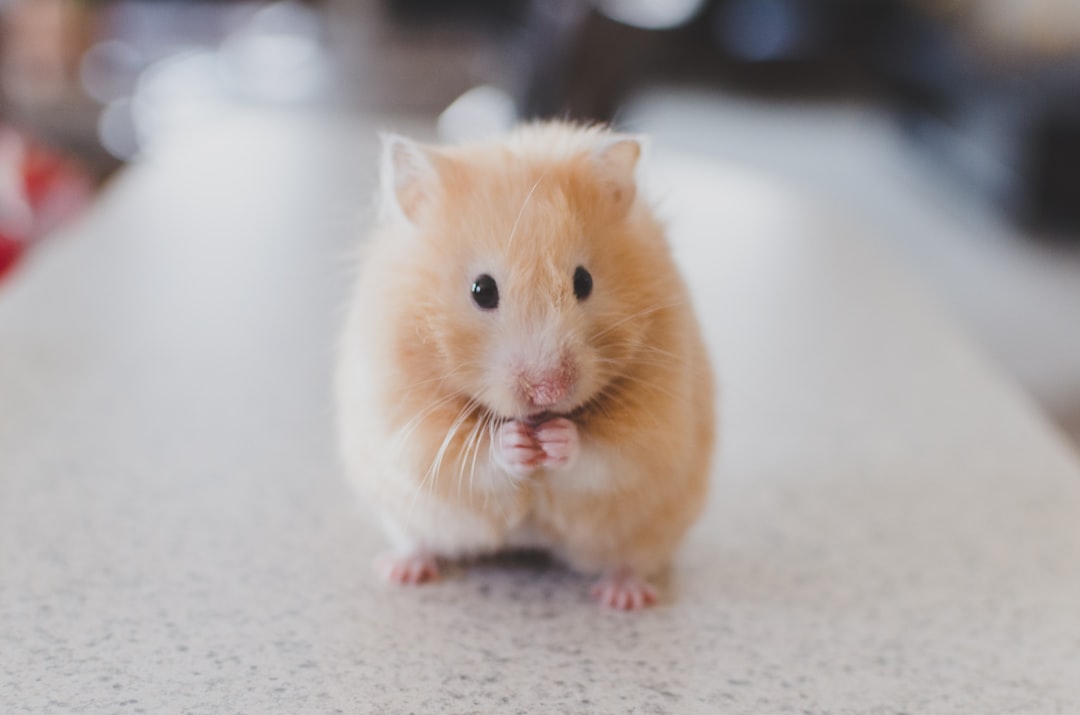 Photographie de focus sélective de Hamster brun