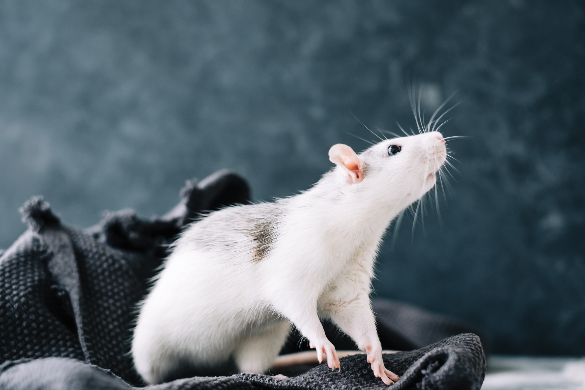 Le rat de maison décoratif drôle blanc renifle la zone sur un plaid gris.