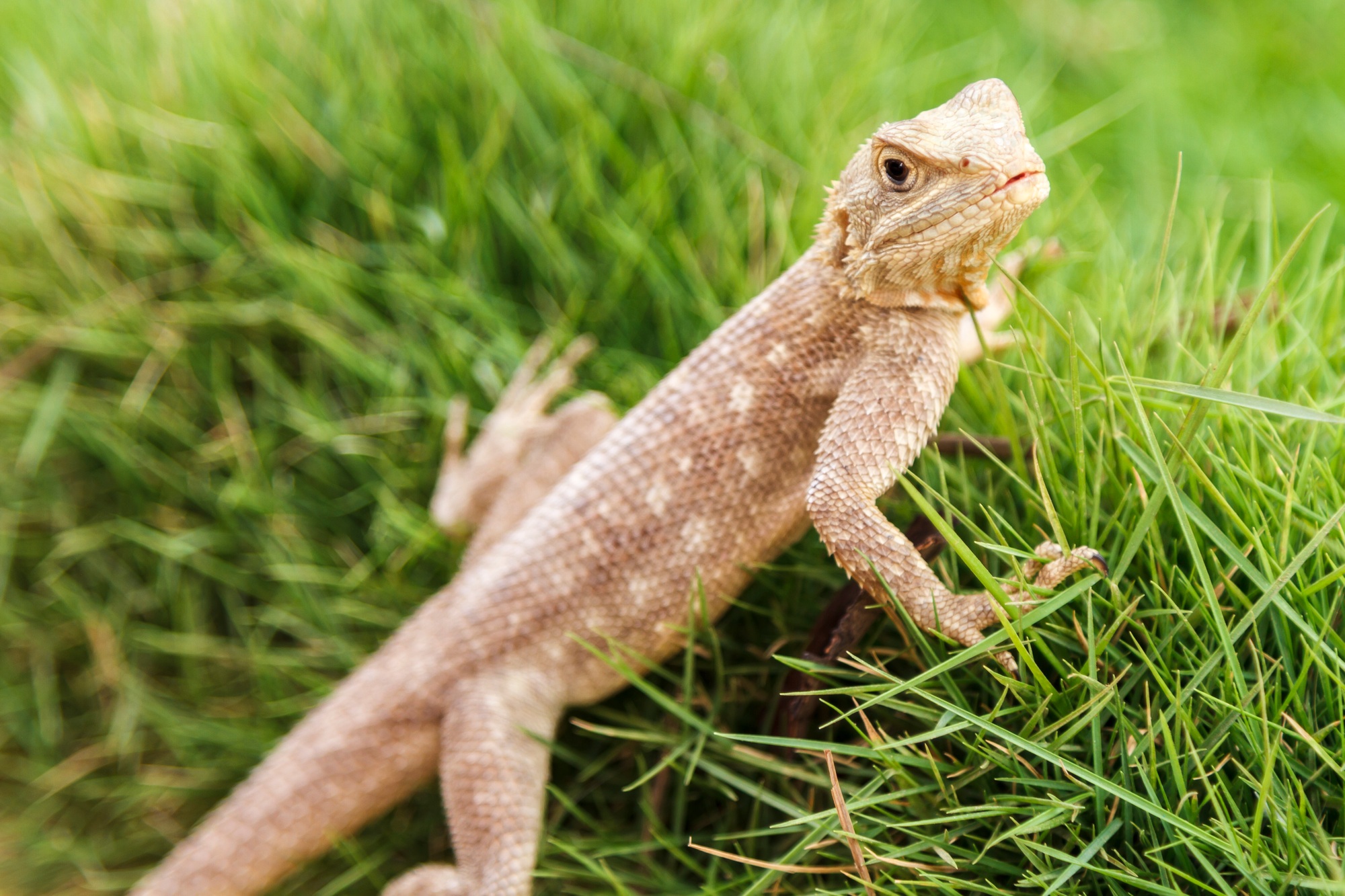 Iguanas Reptile exotique dans de longues herbes vertes.
