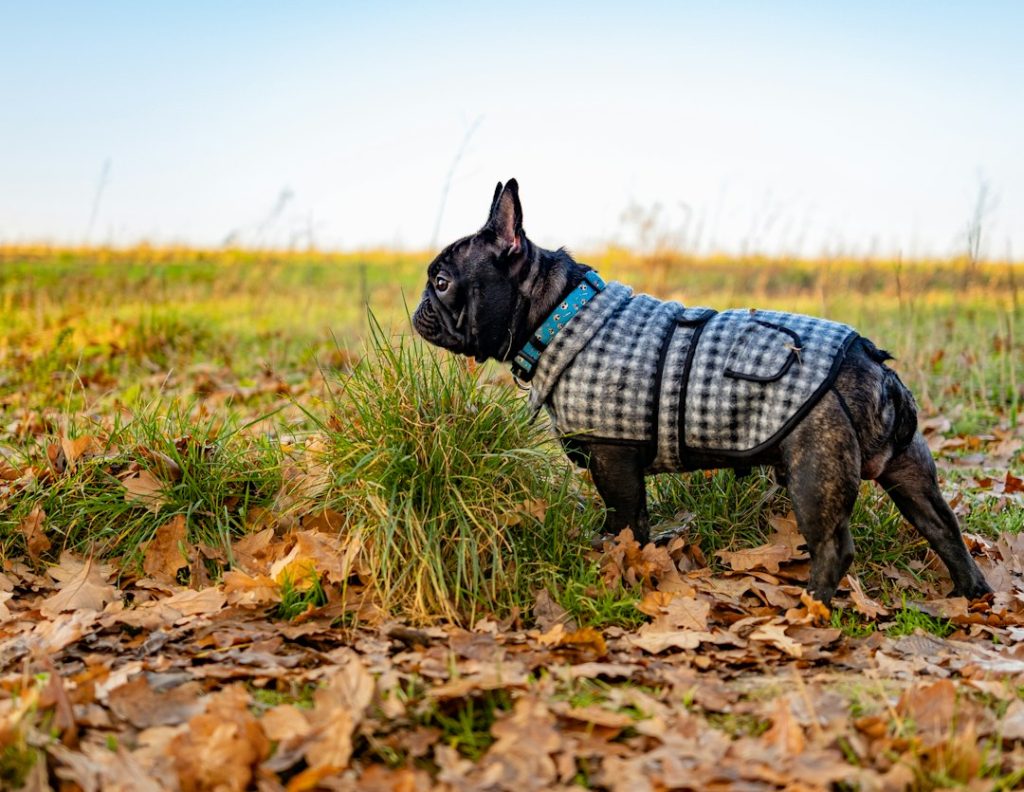 Un chien portant un pull