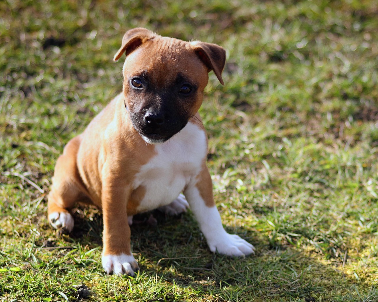chiot