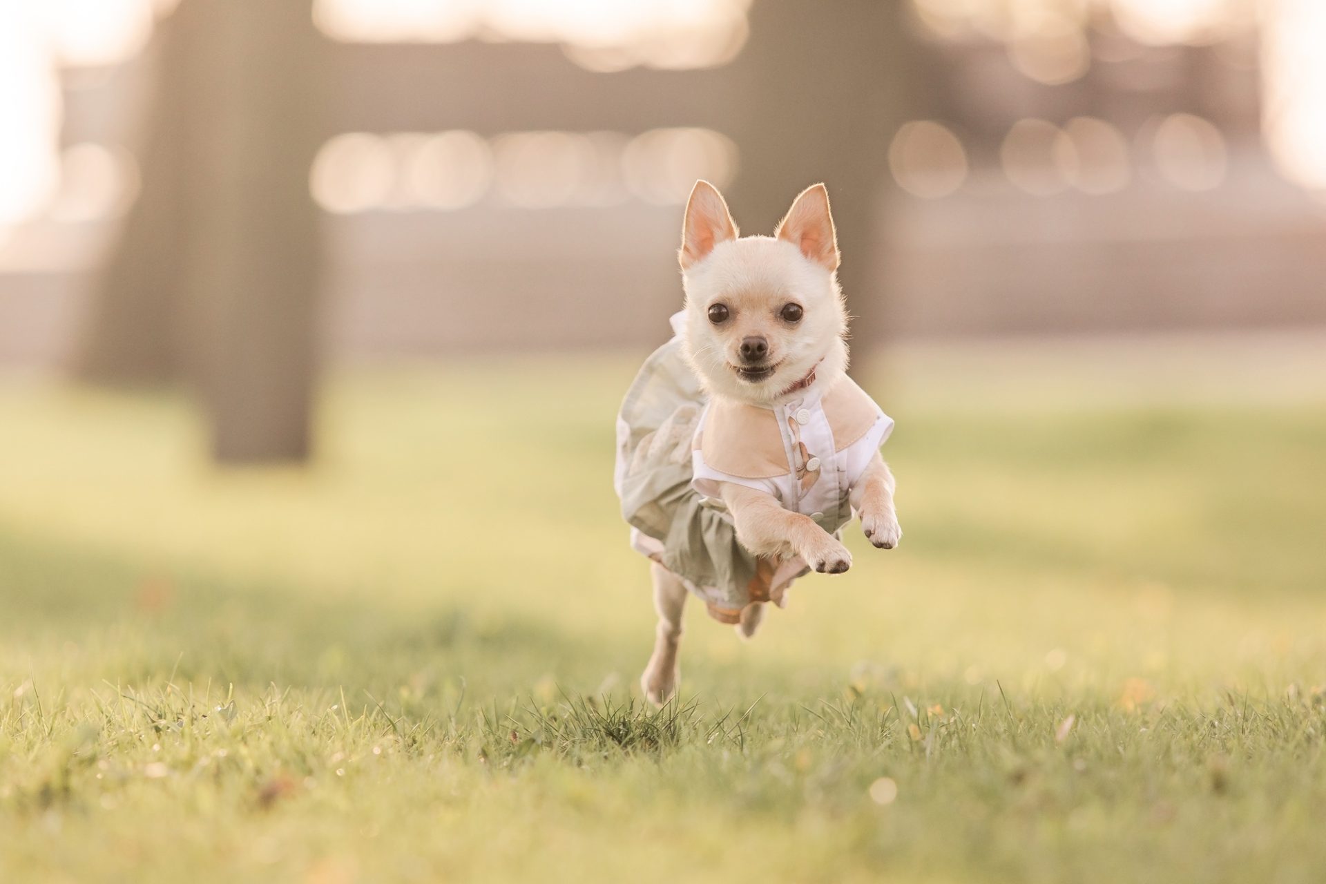 Petit chien chihuahua dans une robe se dresse dans un champ