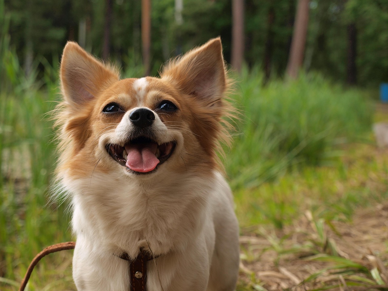 chien Chihuahua