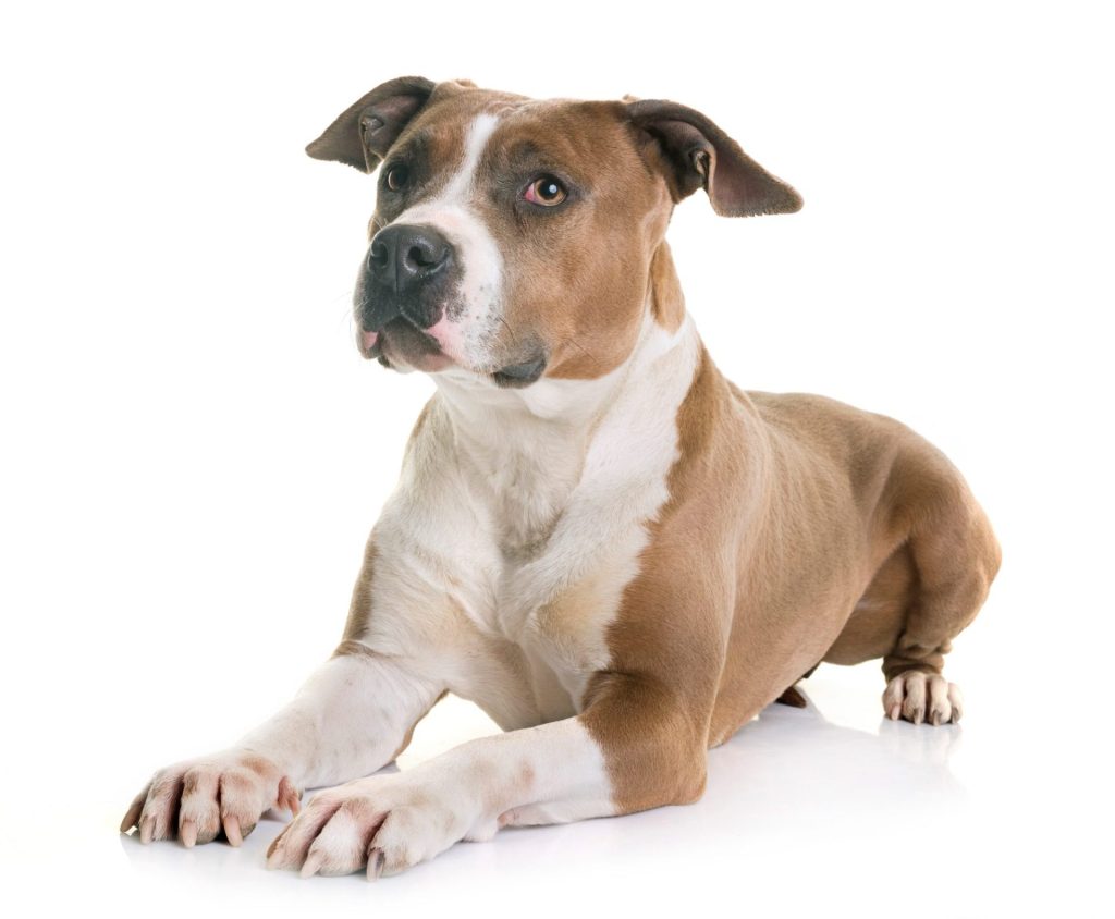 American Staffordshire Terrier devant un fond blanc