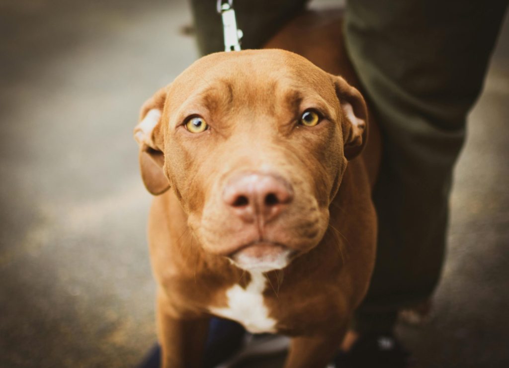 Adorable Pit Bull Terrier en regardant curieusement la caméra en laisse à l'extérieur.