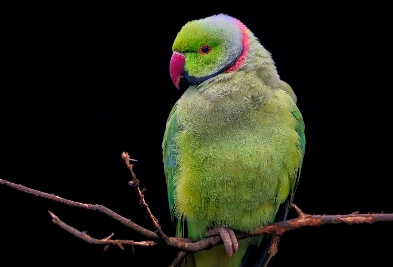 oiseau