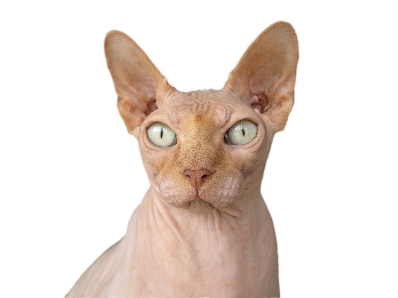sphynx