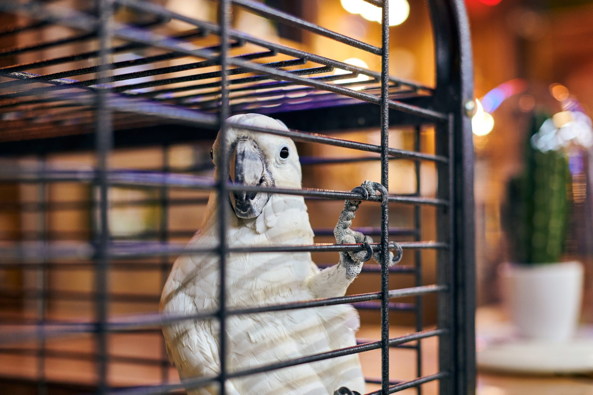 Cacatua blanc mignon Cacatua Parrot en cage dans le fond intérieur du café, oiseau domestique drôle.