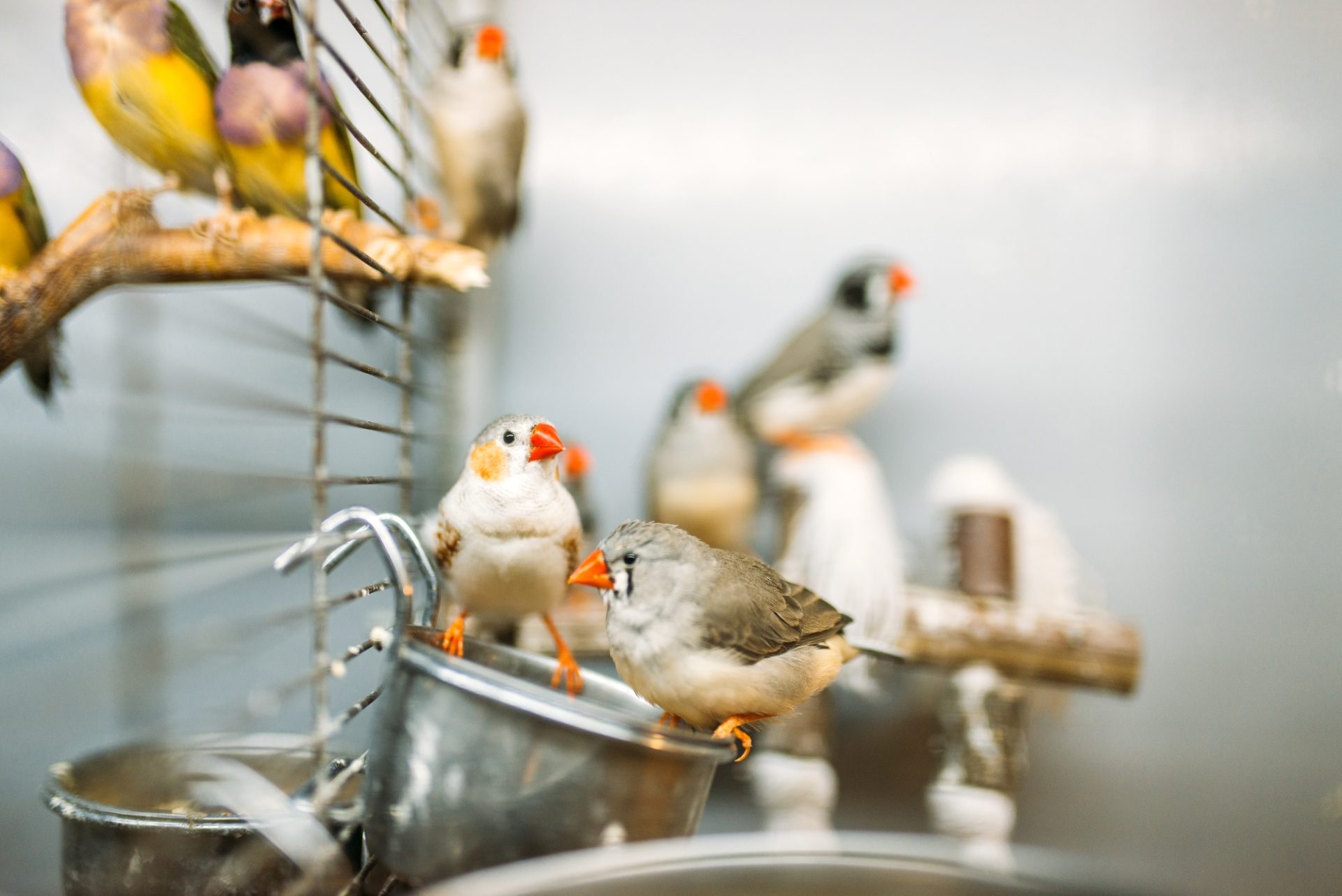 Oiseaux domestiques assis sur un bâton dans la boutique d'animaux de compagnie.