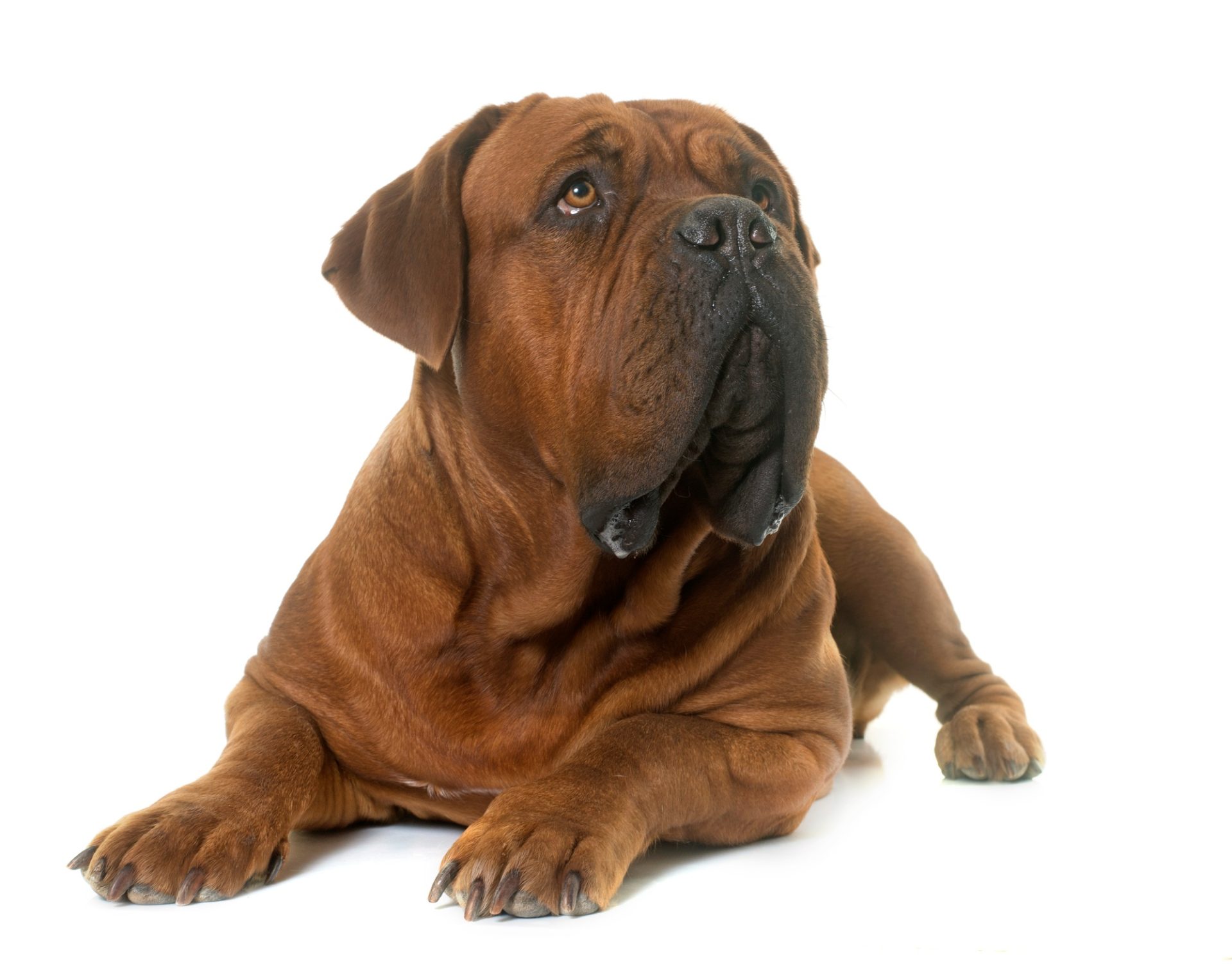 Bordeaux Mastiff devant le fond blanc
