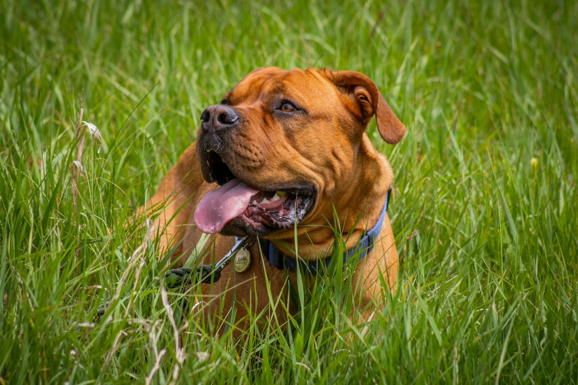 Un mastiff Bordeaux avec une fourrure brune et une langue, reposant paisiblement sur l'herbe verte luxuriante.