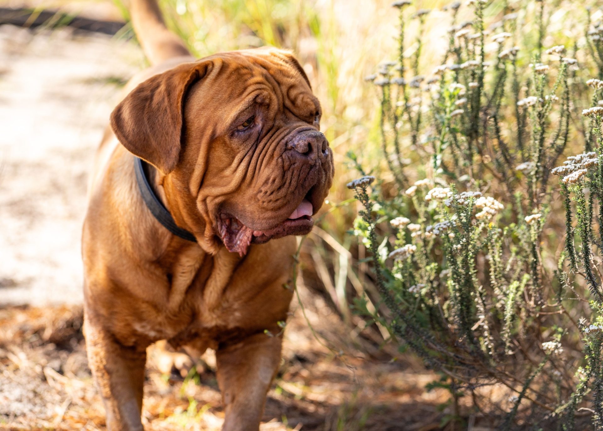 Un chien de bordeaux de bordeaux debout à l'extérieur à côté de quelques plantes vertes sur un da ensoleillé