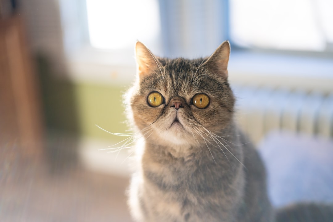chat brun et blanc dans l'inclinaison de la lentille