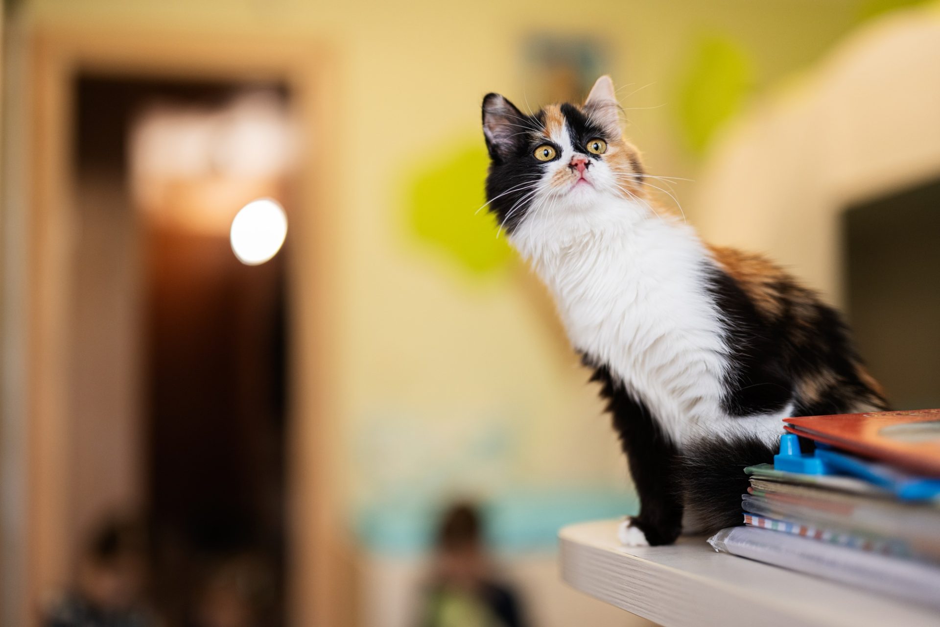 Cat à la maison.