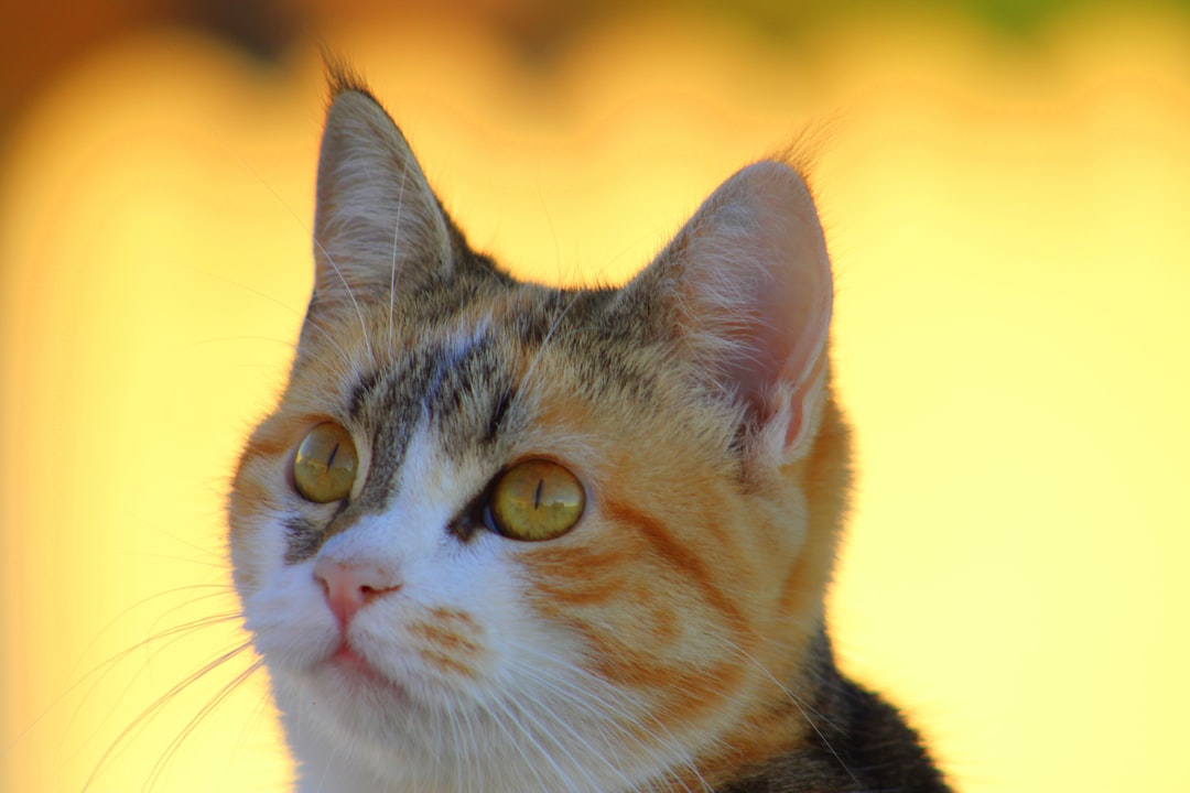 Chat blanc et noir