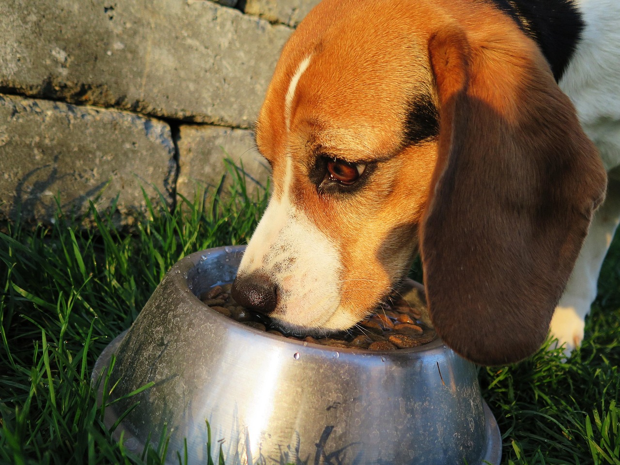 chien