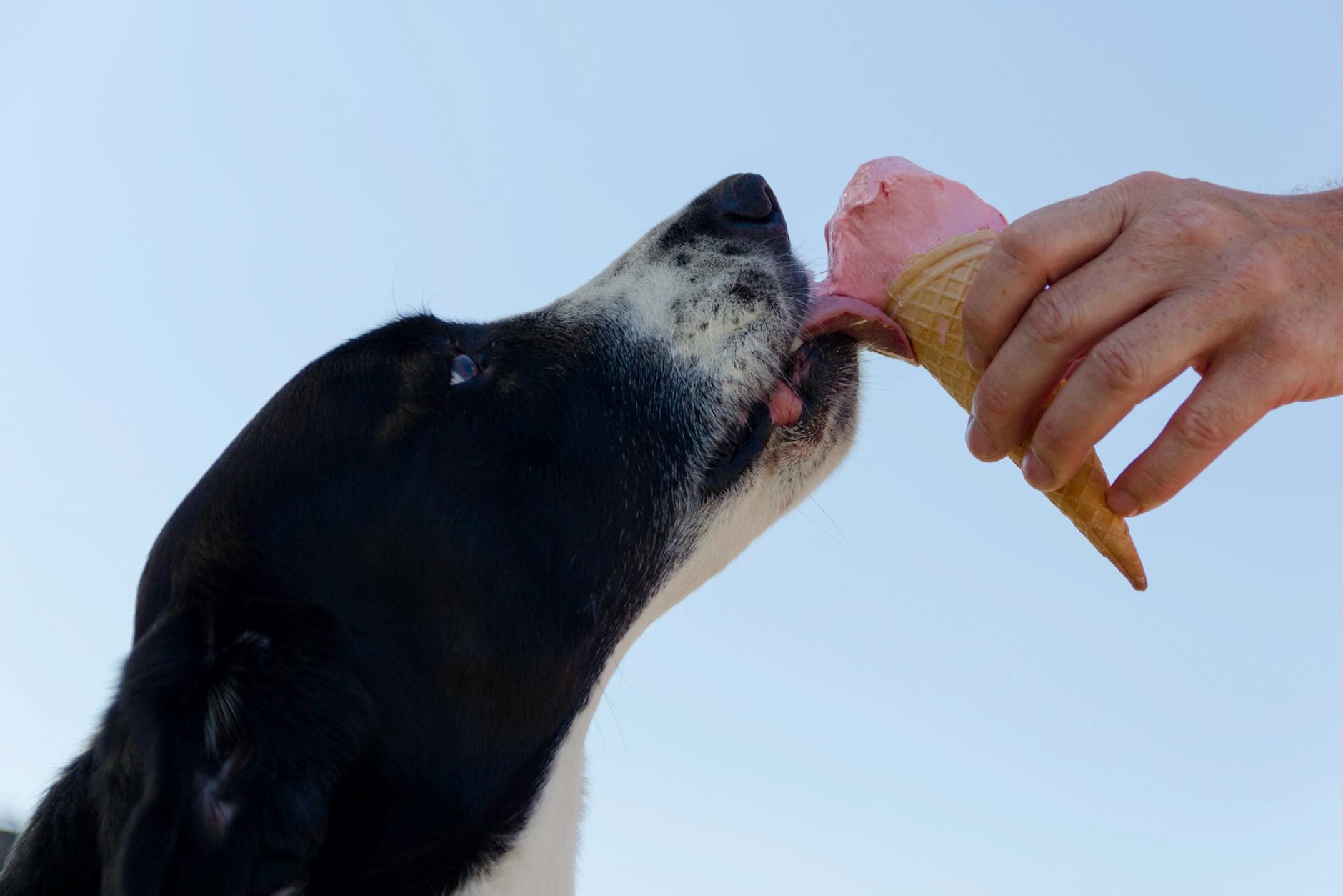Adorable chien léchant un cornet de crème glacée maintenue par une main à l'extérieur.