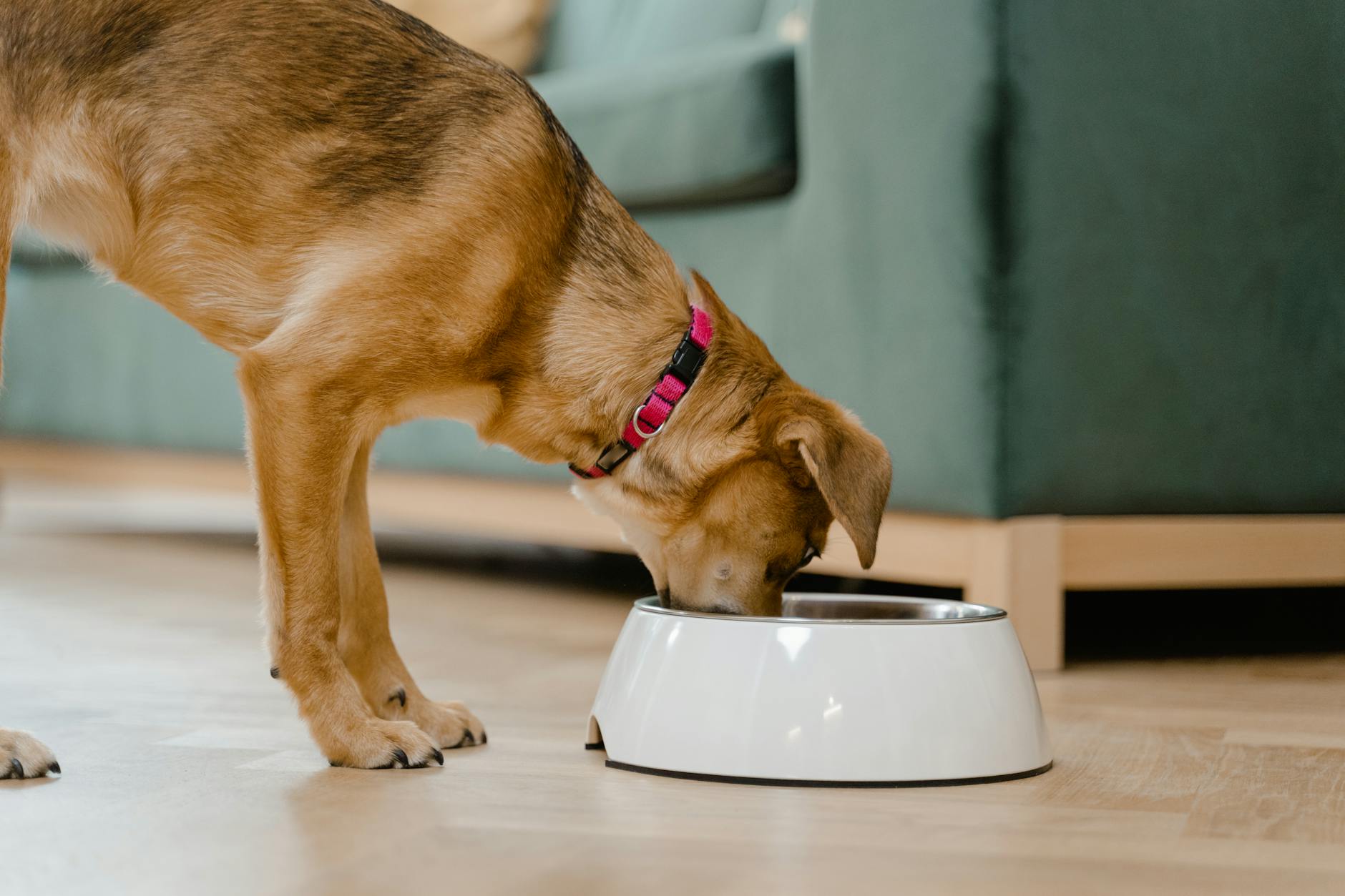 Un chien domestique portant un col rose mange dans un bol blanc à l'intérieur d'une maison.