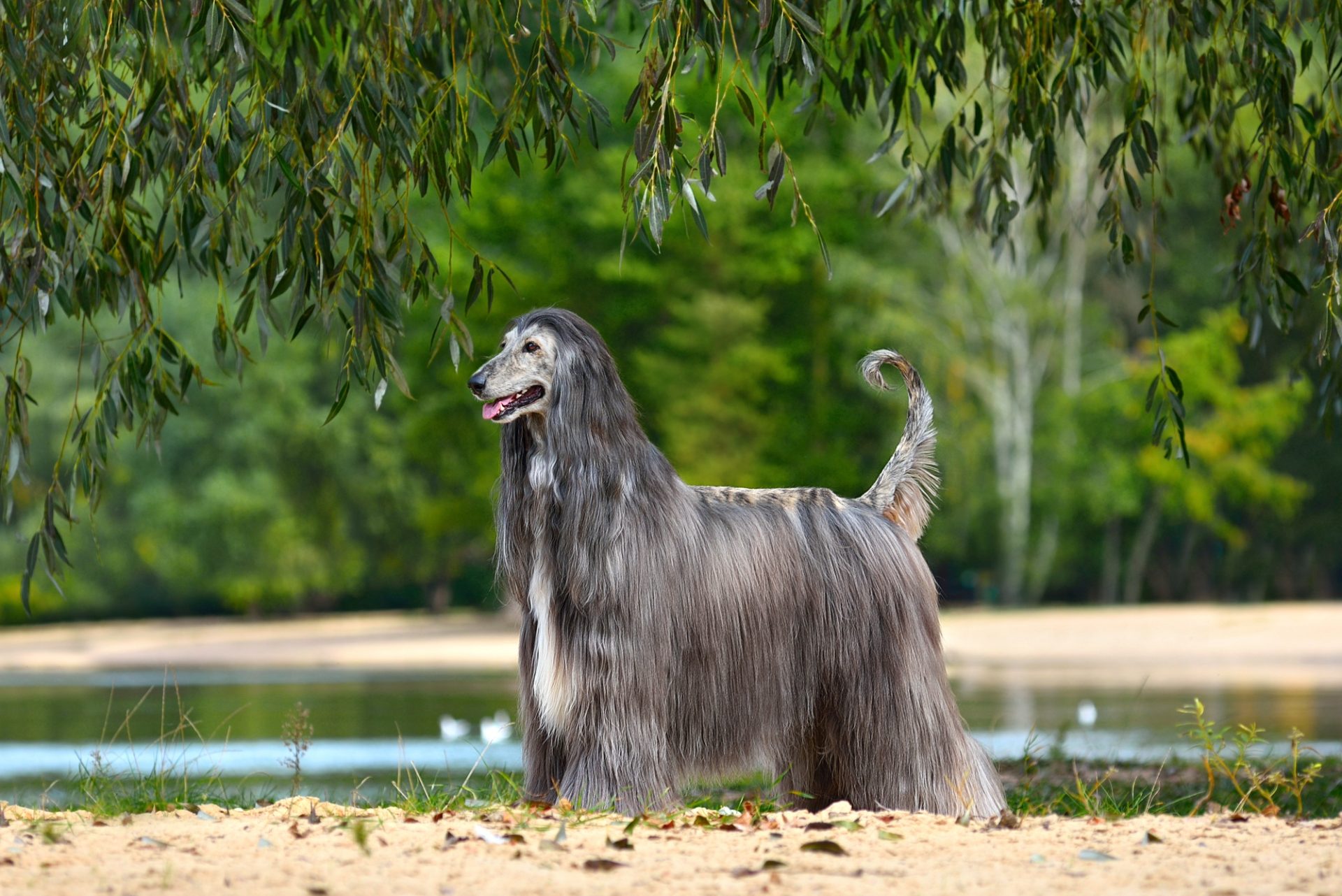 Beau chien afghan debout sur un fond de sable jaune