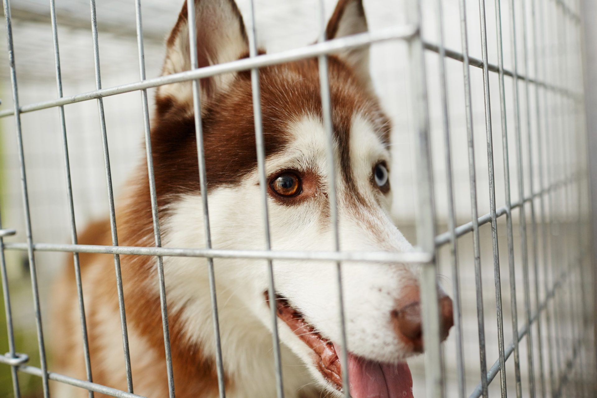 Chien husky malade derrière les barres de cage