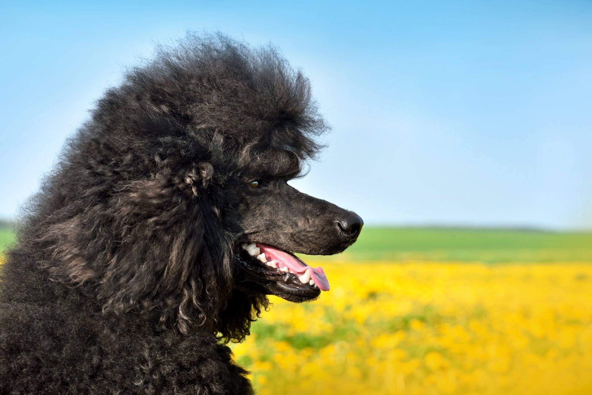 Portrait de beau caniche noire royal assis sur des pissenlits jaunes et un dos de ciel bleu
