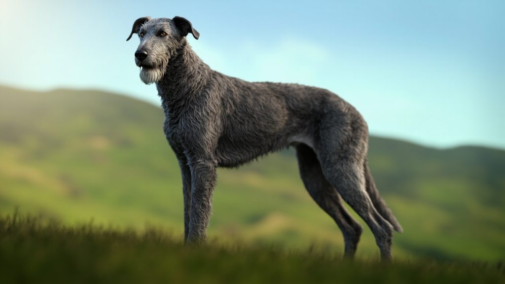 Le irish wolfhound: élégance et robustesse canine