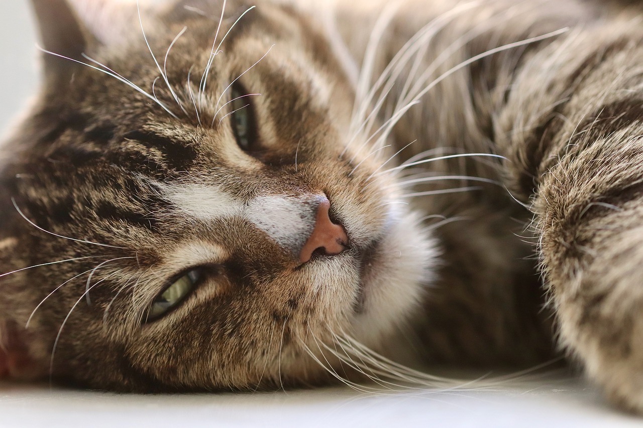 chat