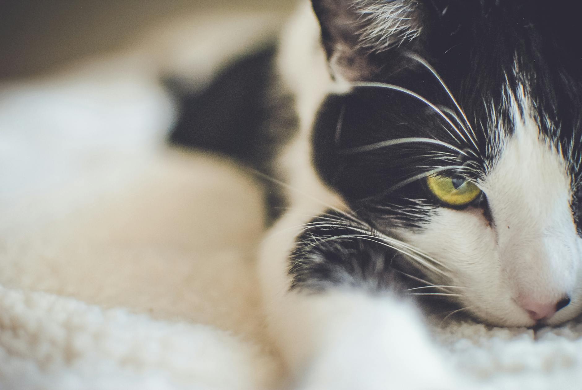 Un chat domestique noir et blanc détendu aux yeux jaunes, vue grossière.