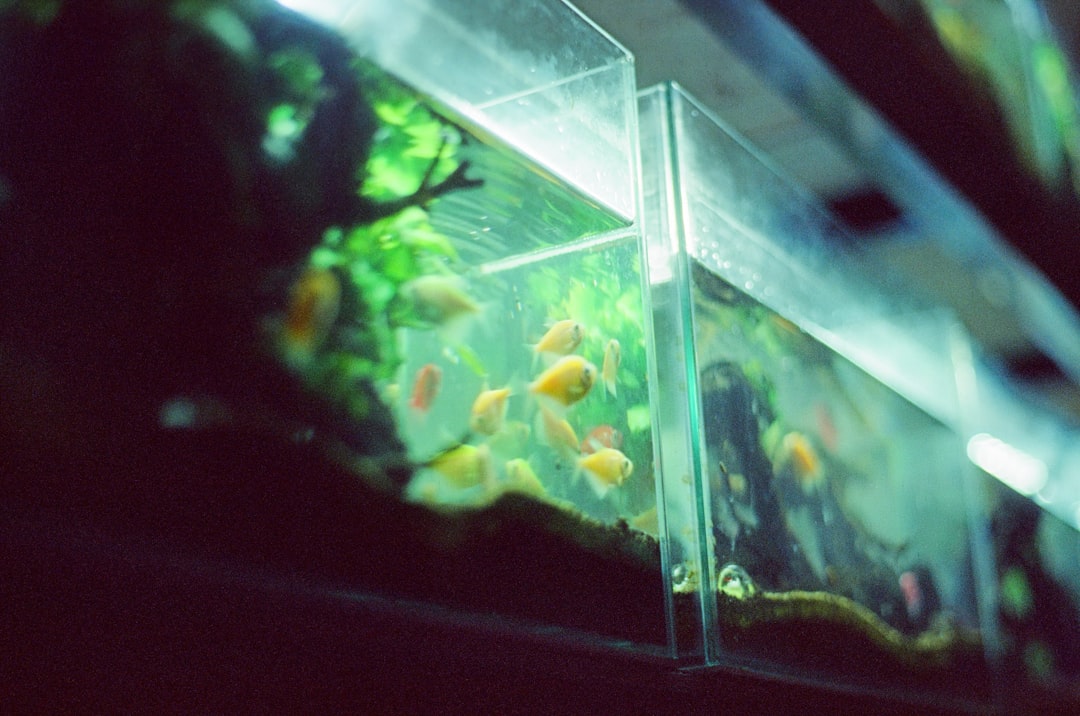 Les petits poissons nagent dans un aquarium bien éclairé.