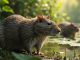 Quel est le plus proche parent du rat et quelles implications pour la santé et l'écologie