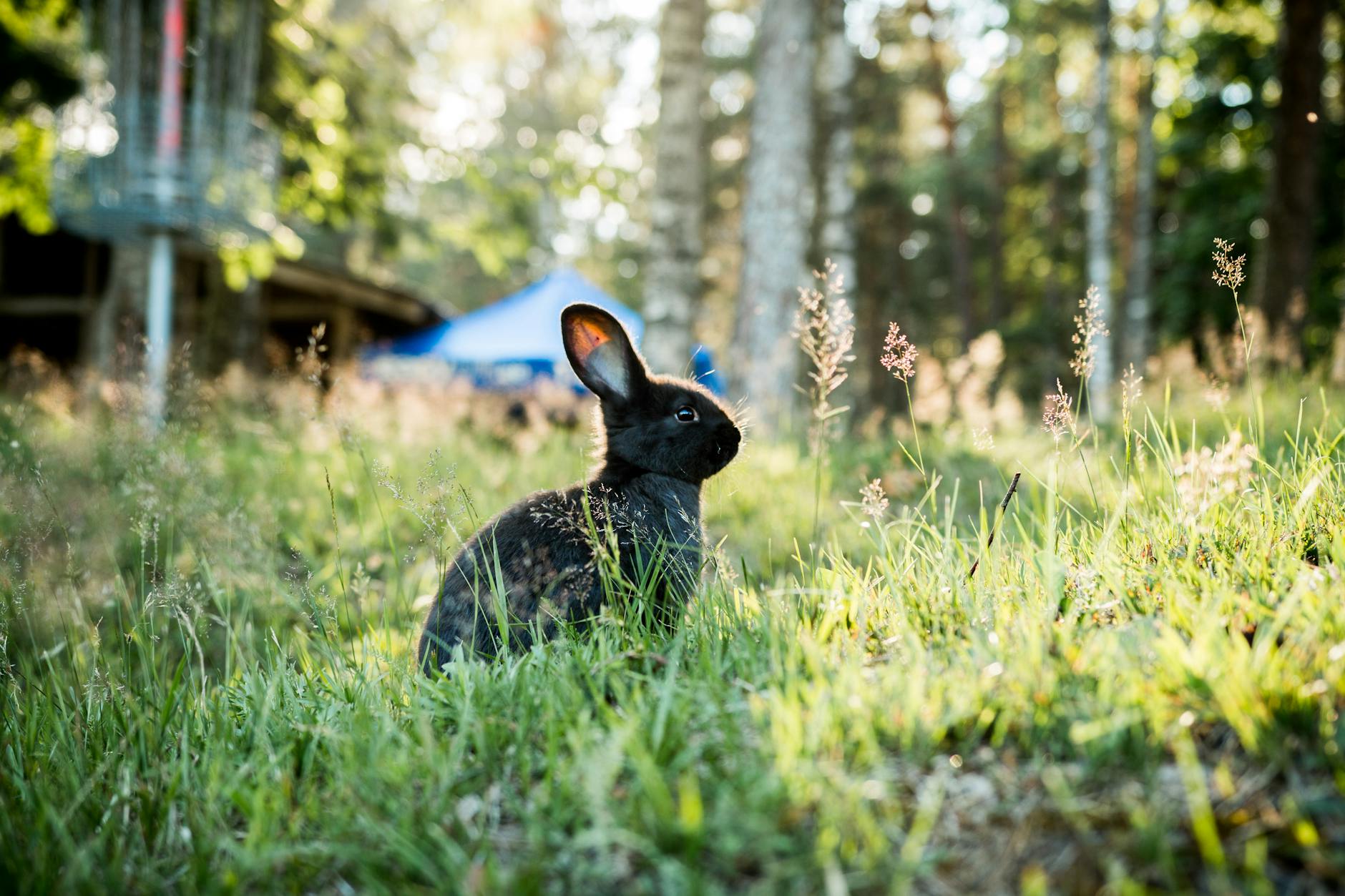 Un lapin noir est assis calmement dans une prairie ensoleillée, entourée d'une verdure luxuriante.